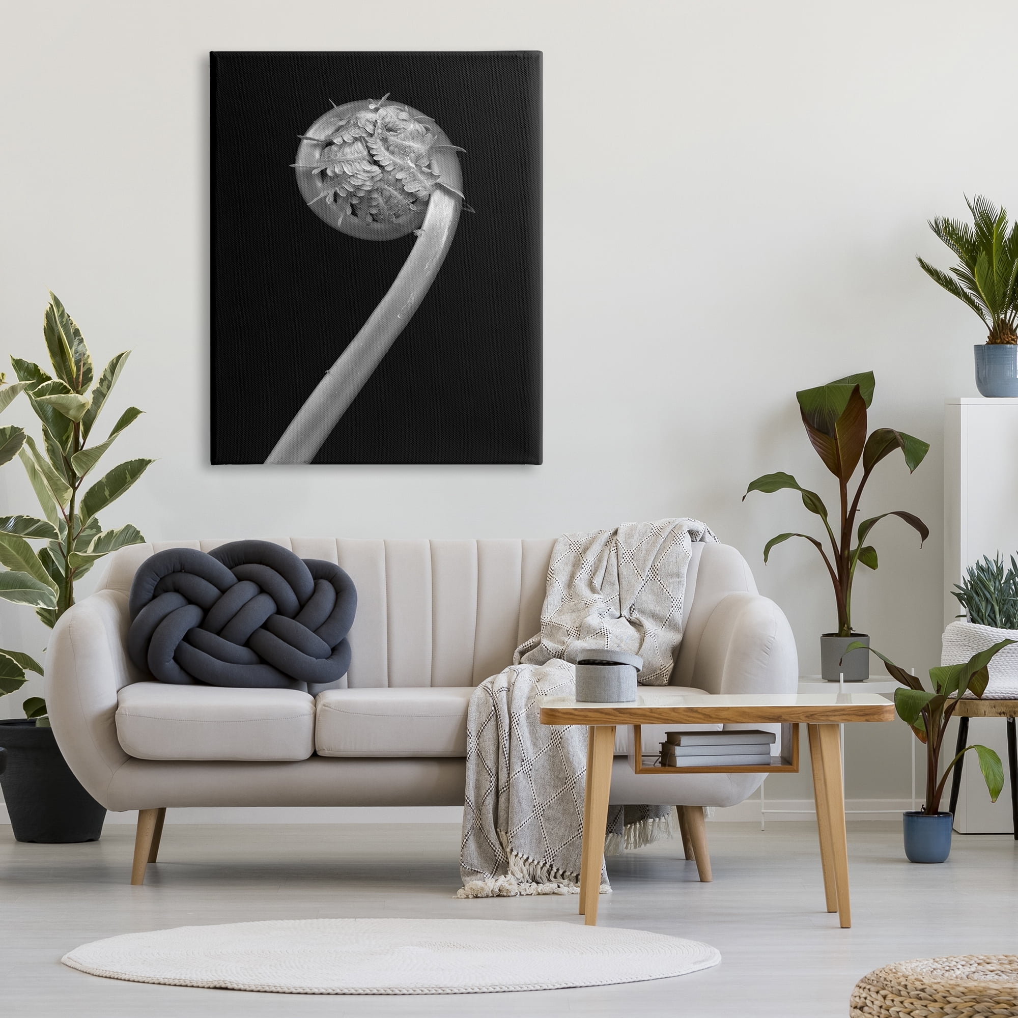 Stupell Industries Fiddlehead Fern on Black Botanical & Floral Photography Gallery Wrapped Canvas Print Wall Art, 36 x 48