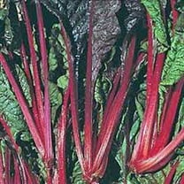 Swiss Chard Seeds, Ruby Red, Heirloom, 200 Seeds, Non GMO