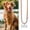 Silver, variant on Horivan Personalized Stainless Steel Pet ID Tag for Dogs, Engraved Name and Phone Number, Waterproof Durable Collar Pendant for Outdoor Safety, Customizable Pet Accessories Gift