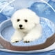 thumbnail image 3 of Camas para perros pequeños y gatos en liquidación. Cama lavable para mascotas, sofá cama ortopédico para perros, diseño elegante y lujoso con laterales anchos, suave, relajante y cálida, base antidesl, 3 of 5
