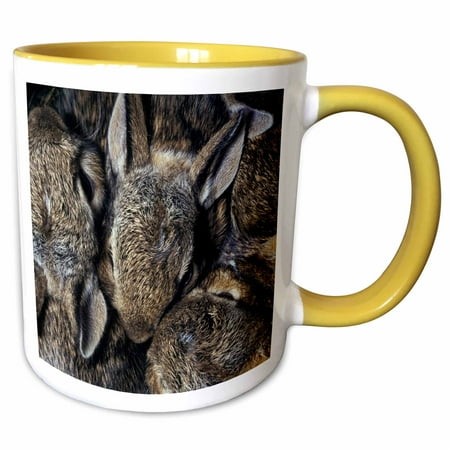 

3dRose Litter of baby cottontail wild rabbits wildlife - EU21 PSK0000 - Peter Skinner - Two Tone Yellow Mug 11-ounce