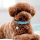 thumbnail image 4 of 2Pcs Cat Neck Ring Adjustable Cat Collar Reflective Cat Collar Breakaway Cat Collars, 4 of 4