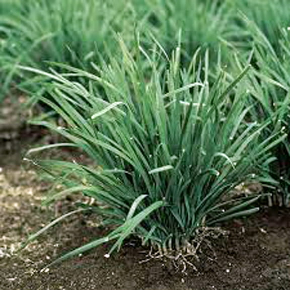 Chive Seeds, Herb, Heirloom, Non GMO, 200 Seeds, Great Fresh or Dried Herb