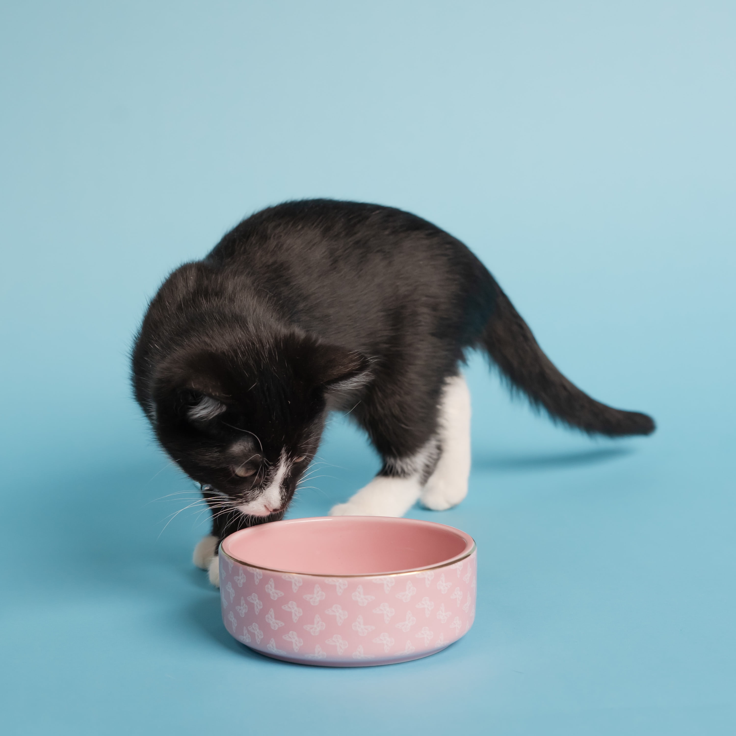 Doggy Parton, Cat Bowls, Gold Trim Butterfly Pet Bowl, Pink, Small