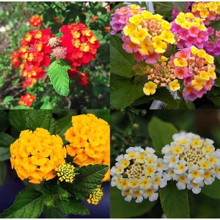120 Lantana Camara Seeds Natural Mosquito Mix Colors Shrub Free Shipping