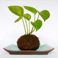 thumbnail image 4 of 3x Bonsái de , de Bo de de Esfagno Verde, Nido de , Accesorios de Bricoje de Pájaros Zulema Moss Ball Maceta, 4 of 7