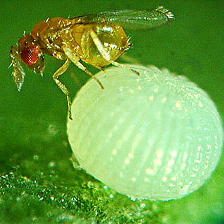 Sun Joe Live Trichogramma, 1 Square with 4,000 Eggs