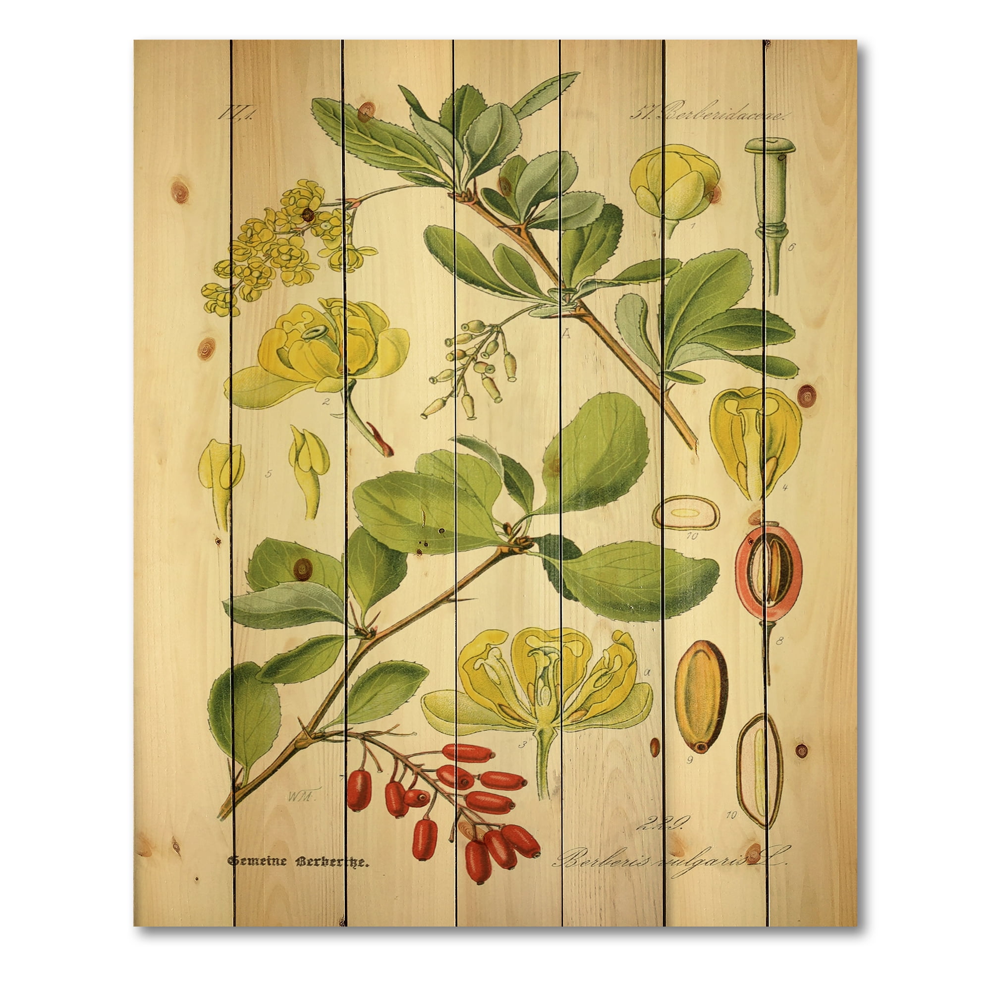 Designart 'Ancient Plant Life II' Traditional Print on Natural Pine Wood