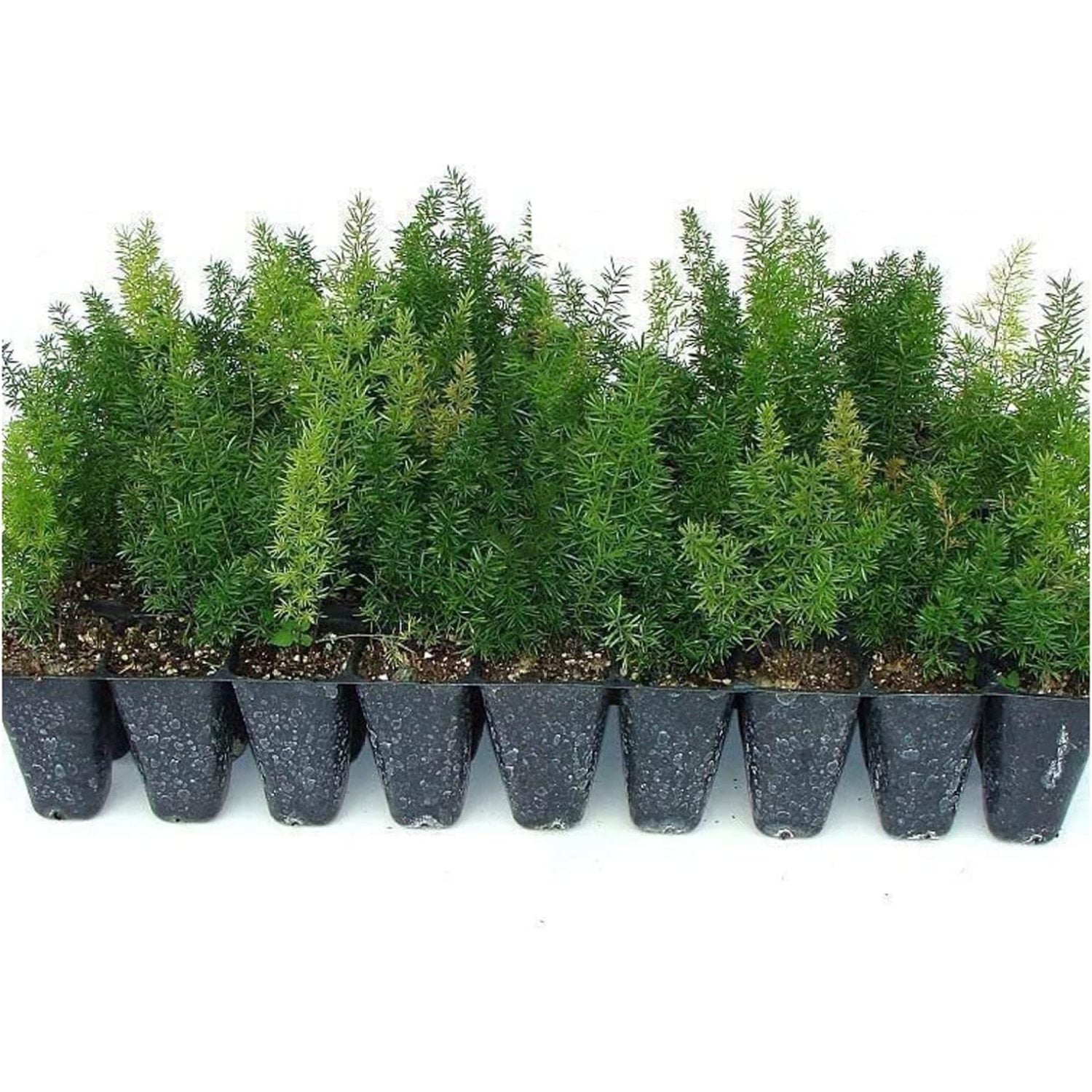 Foxtail Fern Myers 3 Live Plants Asparagus Densiflorus Myersii