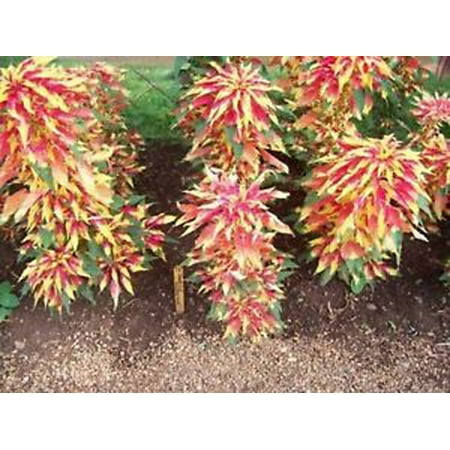 

Amaranthus- Tri-color Perfecta- 100 Seeds-