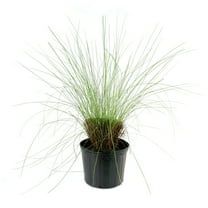 National Plant Network 3 gal. Pink Muhly Grass