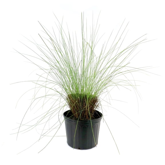 National Plant Network 3 gal. Pink Muhly Grass