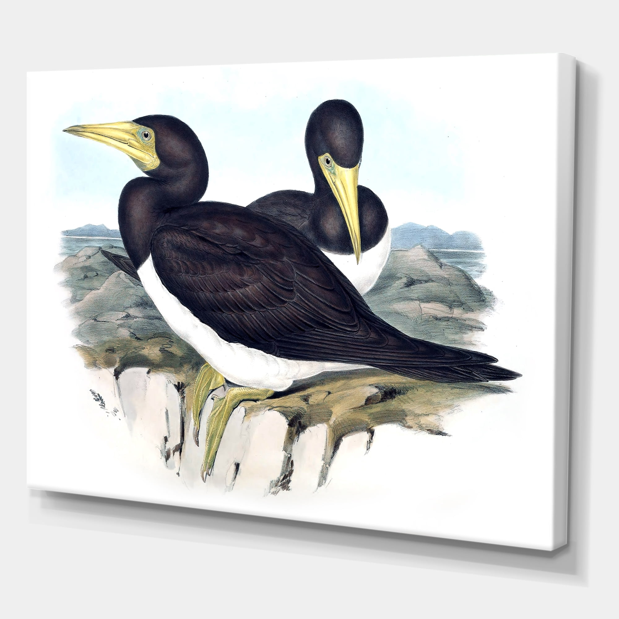 Designart ' Ancient Australian Birds XII ' Traditional Canvas Wall Art Print
