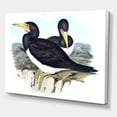 thumbnail image 3 of Designart ' Ancient Australian Birds XII ' Traditional Canvas Wall Art Print, 3 of 4