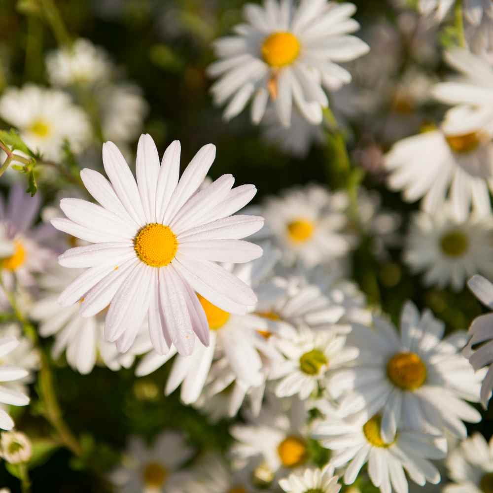 Outsidepride Chrysanthemum Shasta Daisy Seed - 1 LB
