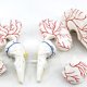 thumbnail image 4 of Modelo de cerebro humano Modelo de cerebro humano Herramienta de enseñanza de anatomía para la enseñanza de la escuela Suministros de ciencia educativa Recursos 7 piezas Sunnimix anatomía del cerebro, 4 of 4