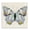 Vintage Butterfly Study Diagram, variant on Stupell Industries Cottage Speckled Butterfly Sketch Canvas Art, 17 x 17, by Susan Arnot