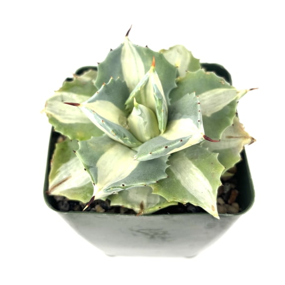 Agave Isthmensis Variegata Hoji Raijin, 4" Pot
