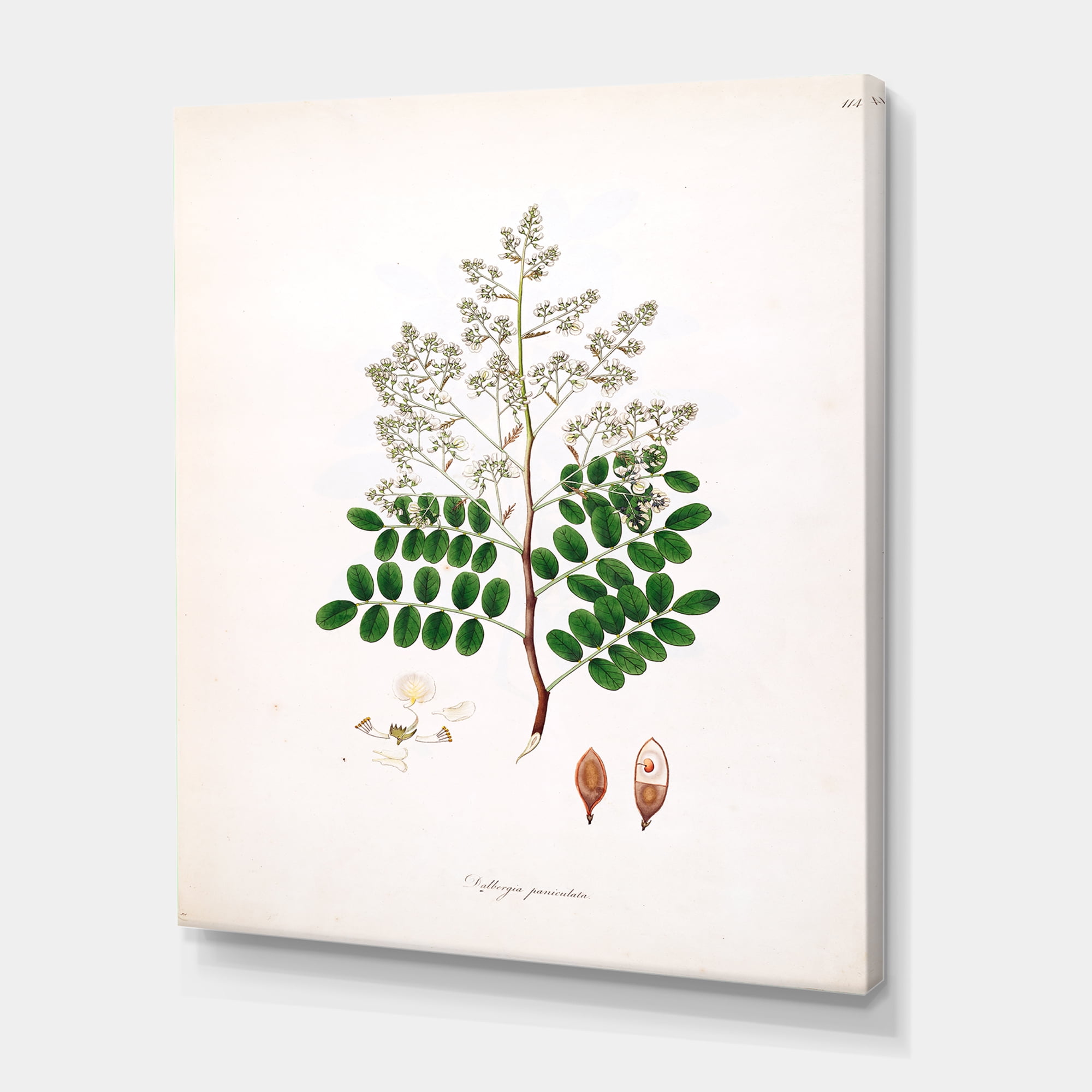 Designart ' Ancient Botanicals XII ' Farmhouse Canvas Wall Art Print
