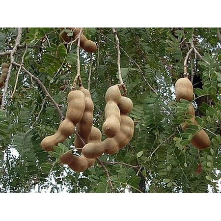 Tamarind Tree - Tropical Fruit, Patio, Indoors - Tamarindus indica - 6