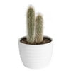 Cactus; Direct Sunlight Plant 6in. Ceramic Planter
