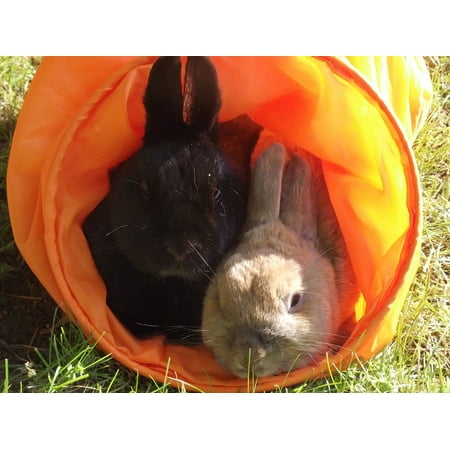 Canvas Print Dwarf Rabbit Munchkins Hare Pet Rabbit Stretched Canvas 10 x (Best Dwarf Rabbits For Pets)