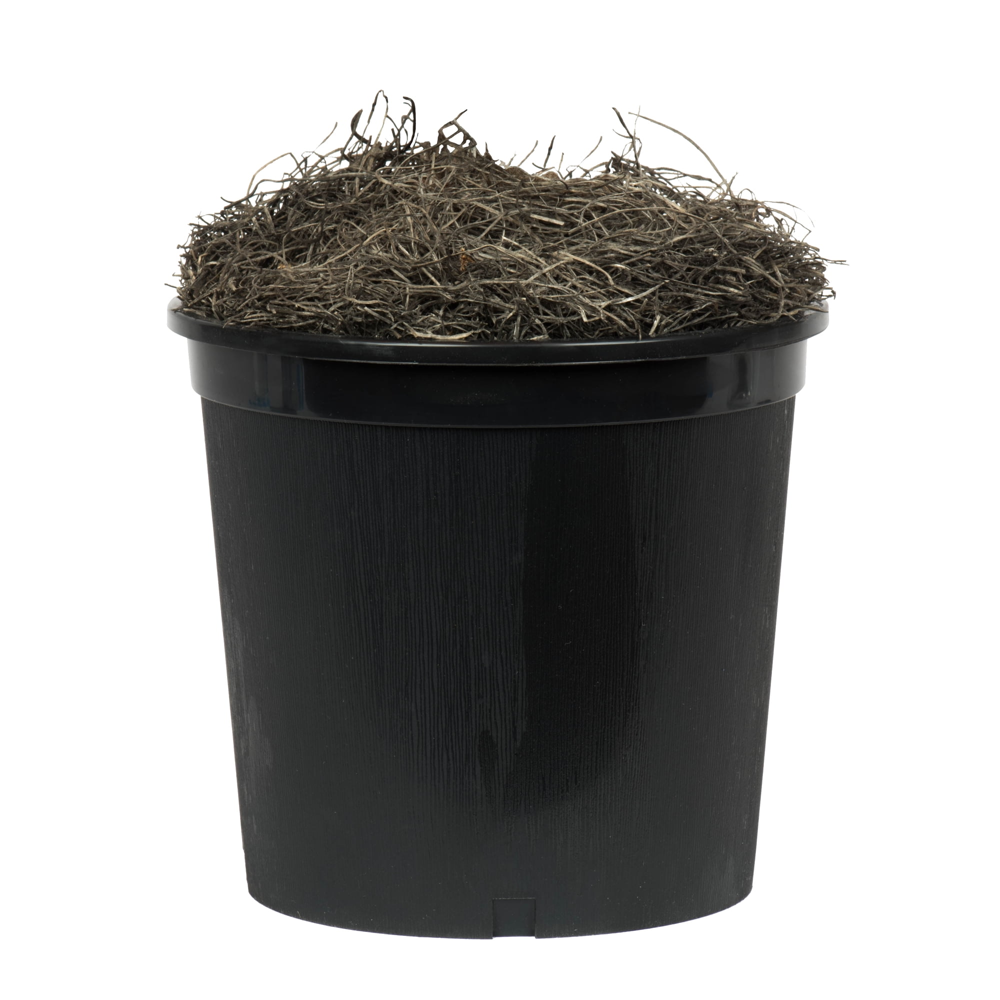 Vickerman Everyday 6' Artificial Japanese Maple Deluxe Tree In A Black Plastic Pot - Realistic Indoor Greenery Decor - Faux Potted Decoration For Home Or Office Accent