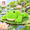 Frog, variant on NIUNIUDADDY 20” Weighted Sea Turtle Stuffed Animal, 3.3 lb Large Green Soft Plush Body Pillow for Kids & Adults