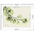 thumbnail image 5 of Art.com A Eucalyptus Moment Art Print by Albert Koetsier, White Frame Wall Art, 29" x 23", 5 of 5