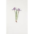 thumbnail image 3 of William Rickatson Dykes 13x18 Black Modern Framed Museum Art Print Titled - Iris Ruthenica (1913), 3 of 5