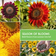 Sunflower Seeds 4 Pack - Autumn Beauty, Chocolate Cherry, Sungold, Lemon Queen - Full Sun Annual Flowers