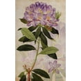 thumbnail image 2 of Butler, John 13x18 Black Ornate Wood Framed with Double Matting Museum Art Print Titled - Rhododendron II, 2 of 4