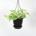 thumbnail image 2 of Live Marble Queen Pothos Plant - 4" Hanging Pot - Black, 2 of 6