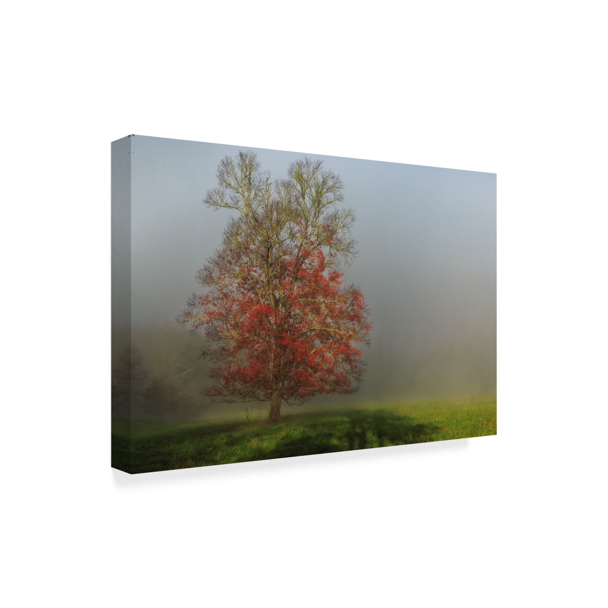 Trademark Fine Art 'Cades Cove Tree' Canvas Art by Galloimages Online