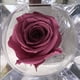 thumbnail image 2 of Mini rosa preservada Mina’an-flor eterna color Rose Wine en cajita de regalo, 2 of 4