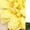 Yellow, variant on Baby Girl Outfits Clothes Off Shoulder Tops Tutu Skirt Set Baby 6-12 Months