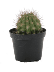 Costa Farms Desert Escape Live Indoor 4in. Cacti and Succulent Assorted in 4in. Grower pot