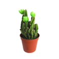 thumbnail image 2 of Fairy Cactus, 2 of 2