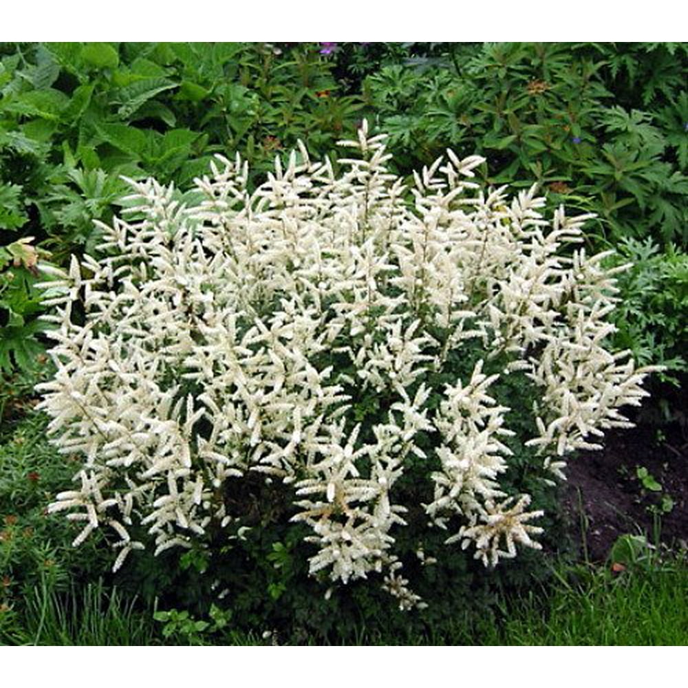 Dwarf Goats Beard Perennial Plant Aruncus aethusifolia