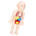 Educational Human Torso Model Toy Set for Kids - Child Organ Model with ...