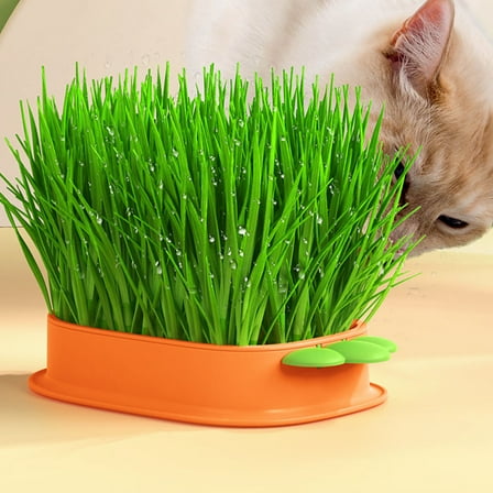 HEMOTON Plants Catnip Cat Planter Cat Grass Box Catnip Planting Box 19x11.8cm Orange