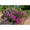 thumbnail image 5 of 550 MAIDEN PINKS Dianthus Deltoides Flower Seeds, 5 of 11