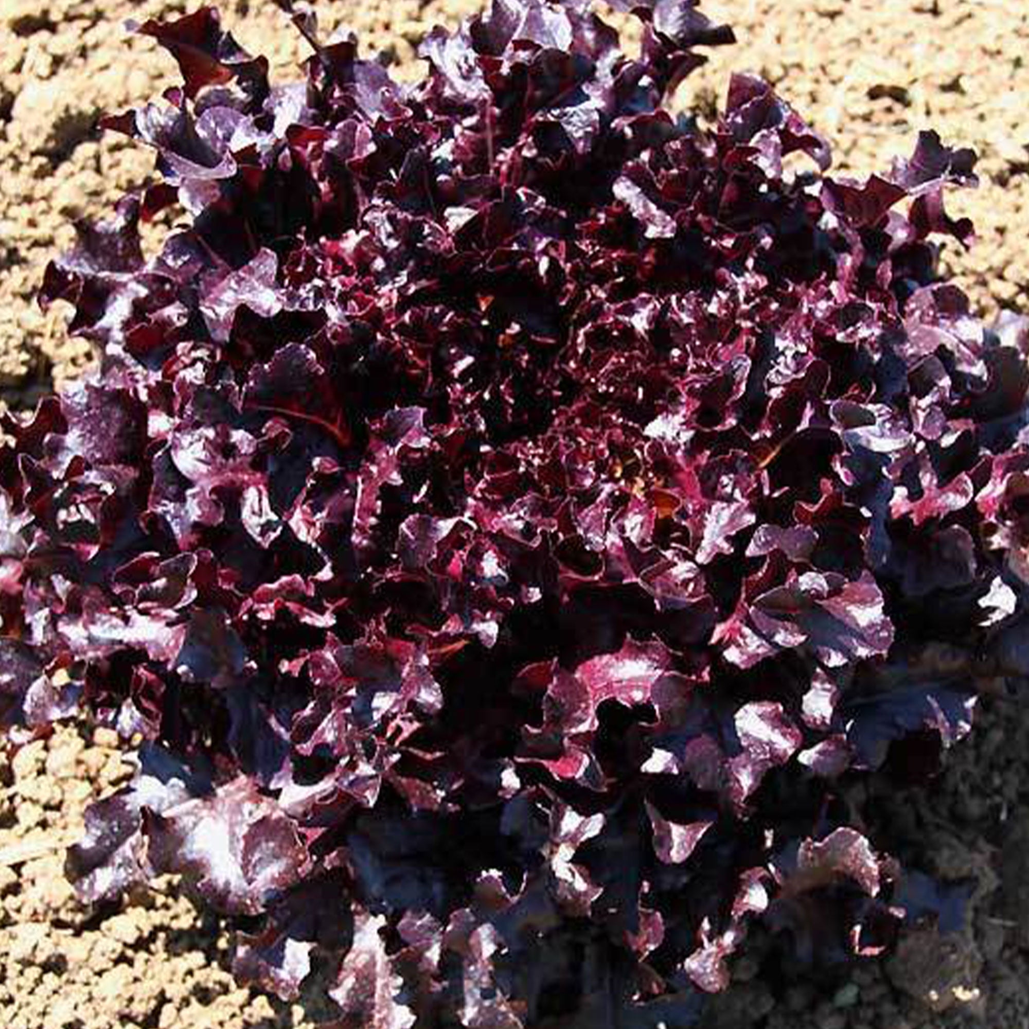 Organic Red Salad Bowl Lettuce Seed 500 mg 300 Seeds Organic