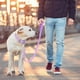 thumbnail image 4 of Waterproof Dog Leash: Standard Dog leashes with 2 Hooks for Walking, Adjustable Lengths, Durable and Odor Proof (Lilac,L 1 in 6 ft), 4 of 4