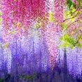 thumbnail image 5 of Sinhoon 12 Pack 1 Piece 3.6 Feet Artificial Fake Wisteria Vine Ratta Hanging Garland Silk Flowers String Home Party Wedding Decor (Pink), 5 of 7