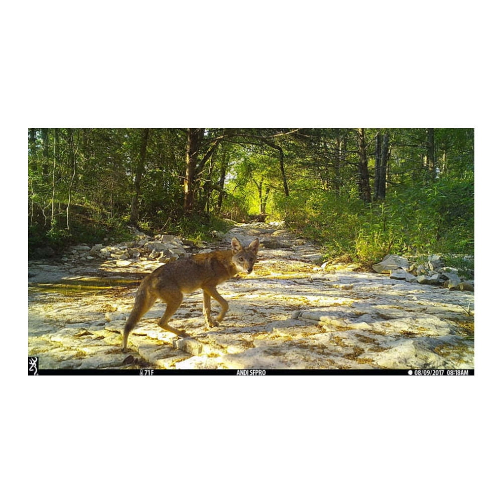 Browning Dark Ops Pro X 1080 Trail Camera with 32GB SD Card Bundle (6-Pack)