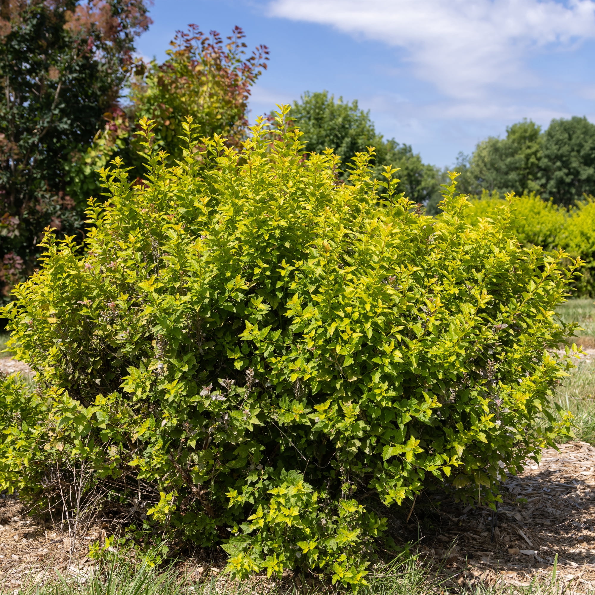 First Editions Ninebark Lucky Devil Live Shrub in 2-Gallon Grower Pot