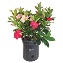 Nature's Way Farms Mandevilla Duo Pink/Red Bush Live Plant (25-30 in. Tall) in Grower Pot May Ship Without Flowers