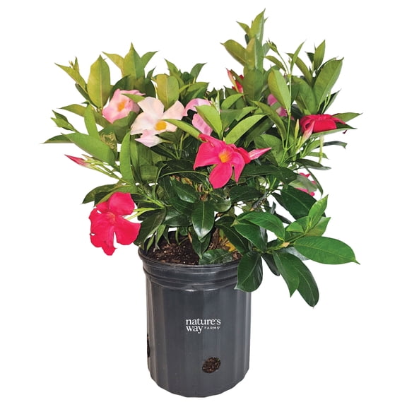 Nature's Way Farms Mandevilla Duo Pink/Red Bush Live Plant (25-30 in. Tall) in Grower Pot May Ship Without Flowers
