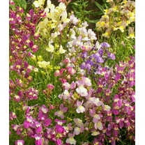Earthcare Seeds - Toadflax Moroccan Northern Lights 7,500 Seeds (Linaria Maroccana) Heirloom - Open Pollinated